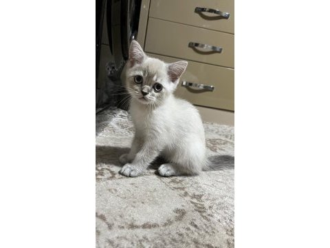 Son kalan british shorthair yavrumuz
