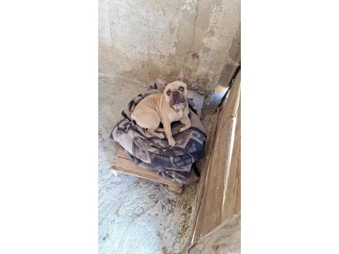 French bulldog köpeğimiz 3 yaşında
