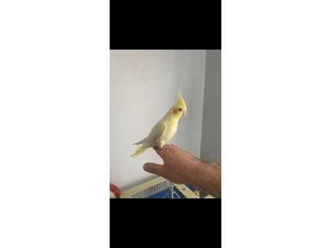 Sevimli lutino sultan papağanı