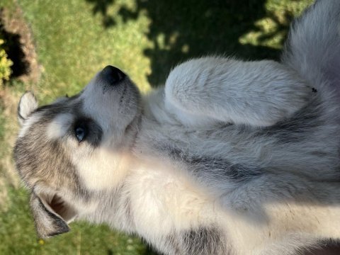 Dişi ve erkek husky yavruları 1 aylık