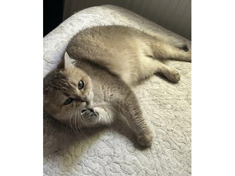 2 tane kısırlaştırılmış mikro çipli dişi kedimiz