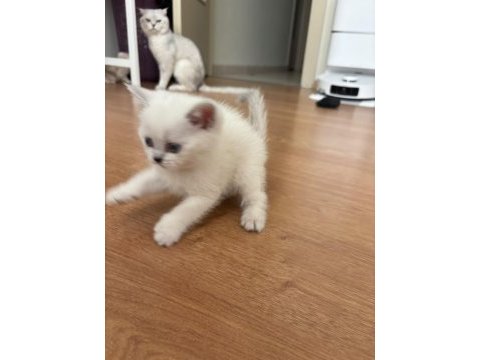 Uyumlu sevecen teslime hazır yavru kediler