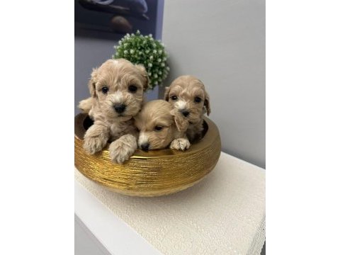 Sevimli maltipoo patiler