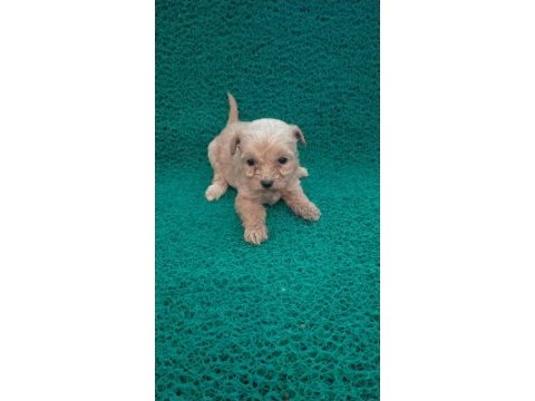 Tatlı maltipoo minikler