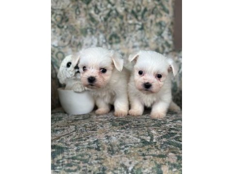 Toy maltese bebekler