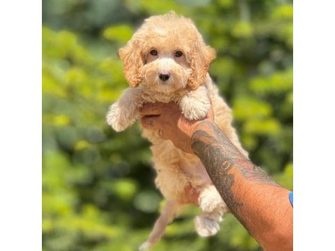 Maltipoo köpeği bebeklerimiz