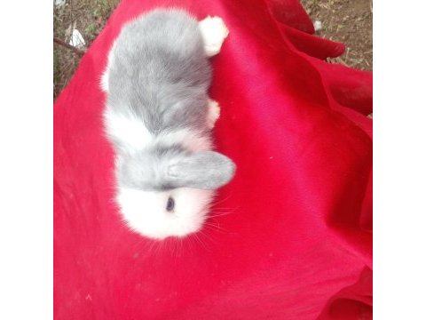 Safkan teddy widder tavşan yavruları