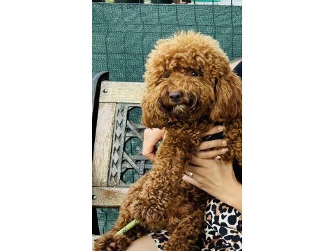 1 yaşında poodle