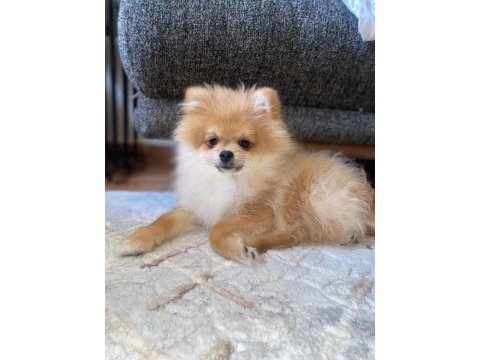 3 aylık erkek ;pomeranian yavrular