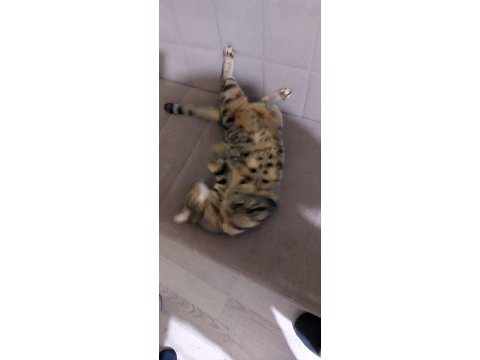 Kedimi sahiplendirmek istiyorum