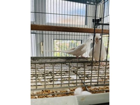 Albino sultan papağanı takımı