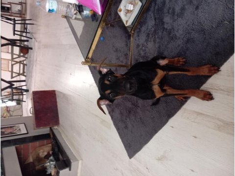 4 aylık estetikli doberman