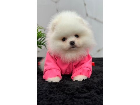 Özel renk boo pomeranian