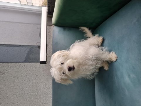 Maltese köpeğimize sıcak bir yuva