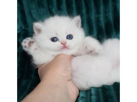 Kar gibi beyaz silver british shorthair 