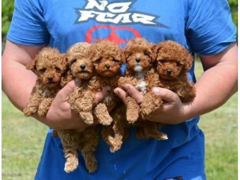 Toy poodle yavrular izmir
