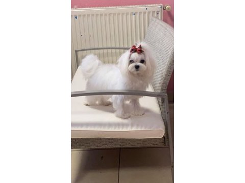 Safkan maltese 1,5 yaşında