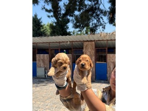 Sevimli maltipoo yavru köpeklerimiz
