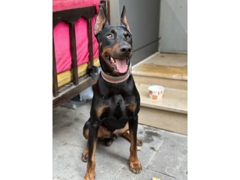 Doberman yer sıkıntısından dolayı sahiplendiriyorum