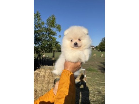 Gülen yüz kusursuz karbeyaz dişi pomeranian boo