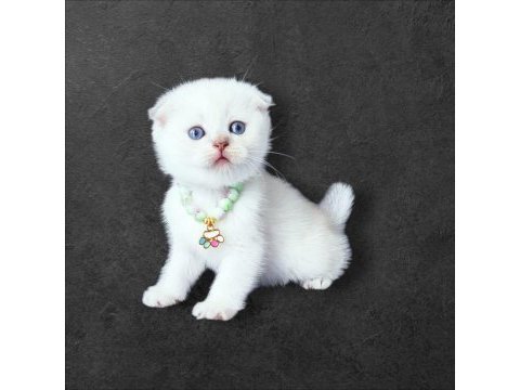 Scottish fold 2 aylık dişi