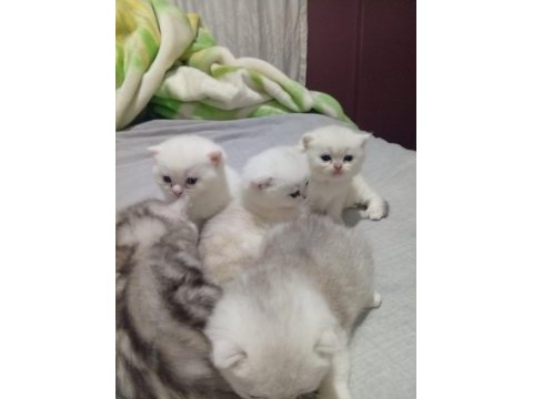 Bristh longhair bristh shorthair scotish tabby