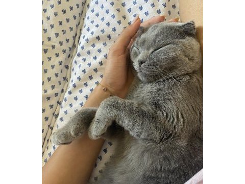 British shorthair dişi kedim