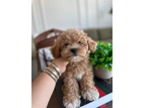 Yakışıklı maltipoo oğluşum barney