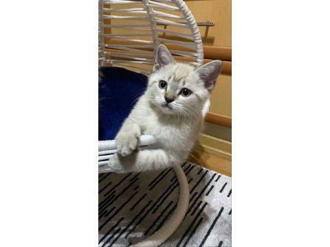 British shorthair 3 aylık