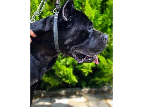Fcı kif a secereli cane corso yavrular