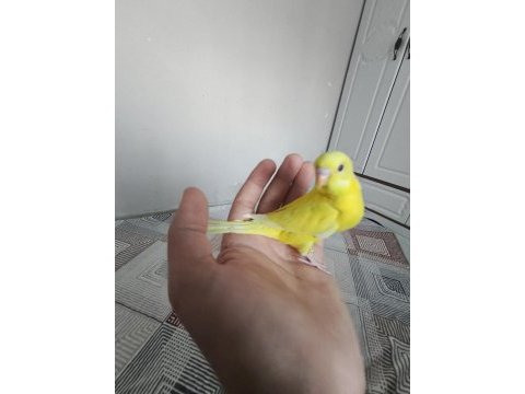 Satılık yeni yeme düşmüş muhabbet kuşu
