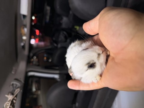 Mini bebek tavşanlarımız mevcuttur