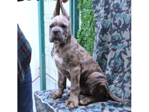 Fcı-kıf secereli safkan cane corso köpekleri