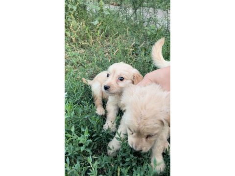 Minik goldenlarımız sahiplerini arıyor