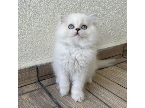 Minik sevimli ayıcık british longhair oğlum