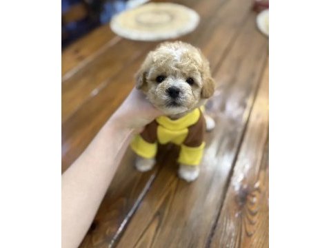 Maltipoo en özelinin ailesi olmak ister misiniz?