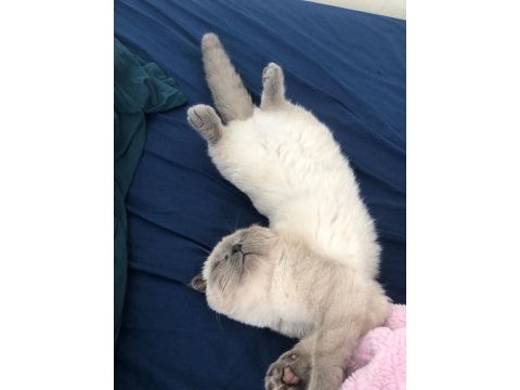 Scottish fold bluepoint