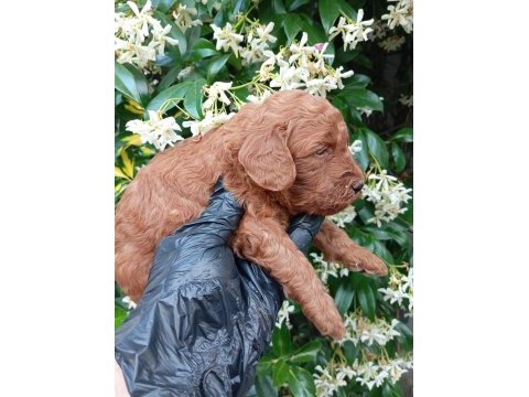 Siyah inci ırk ve sağlık garanti toy poodle bebekler