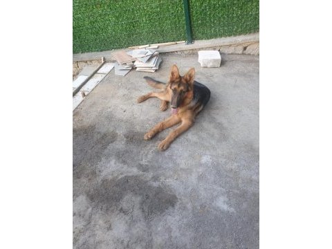 Orjinal alman çoban kurdu 4 aylık