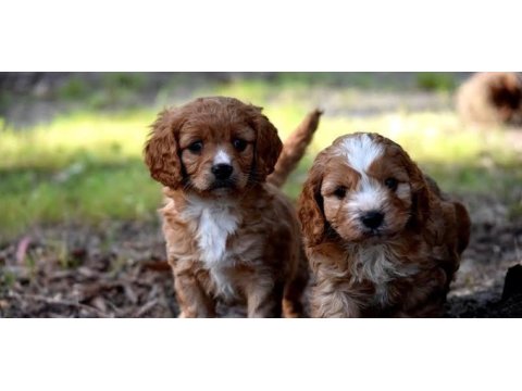 Eşsiz kalitede maltipoo yavrumuz