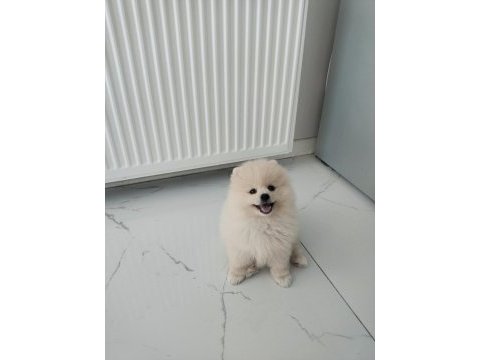 Pomeranian boo ayı surat