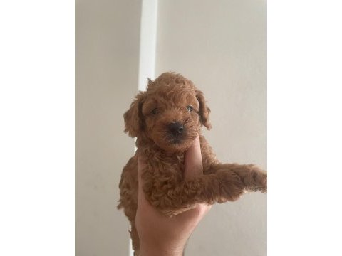 Toy poodle bebeklerim yeni yuvalarına gitmeye hazır