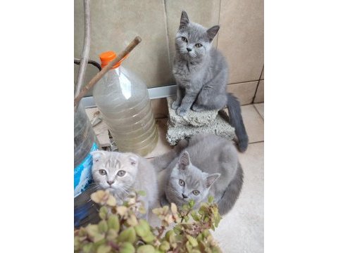 Scottish fold dişi ve british short hair erkek