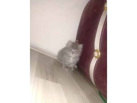 British longhair 60 günlük
