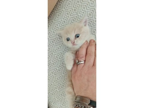 Dişi acil sahiplendirilecek kedimiz
