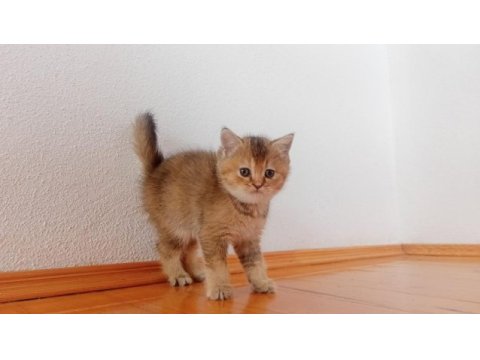 British golden anne baba şecereli