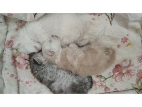2 aylık safkan maine coon yavrularımız