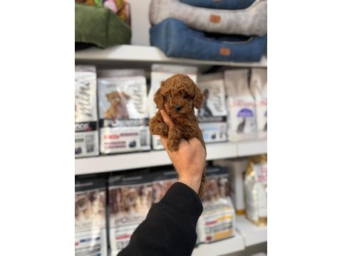 Toy poodle yavrularımız
