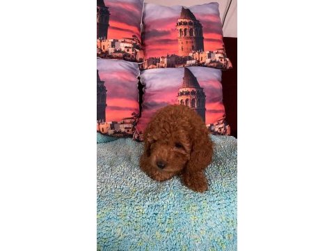 Irk ve sağlık garantili poodle bebekleri