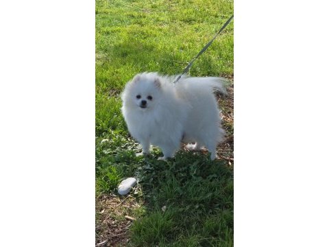Show kalite pomeranian boo